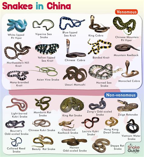 what snakes are in china